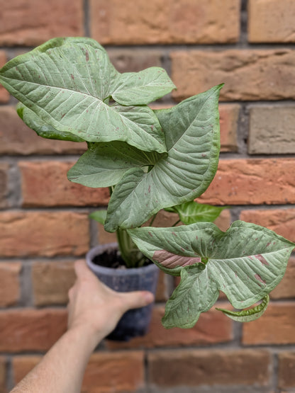 Syngonium Confetti