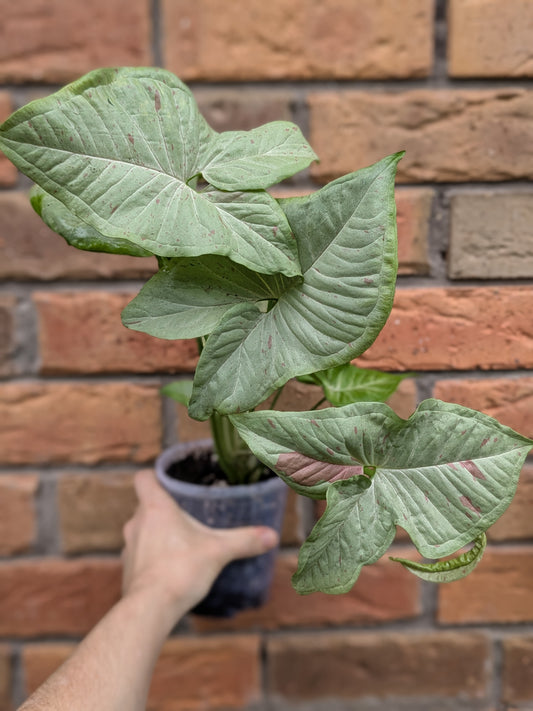 Syngonium Confetti