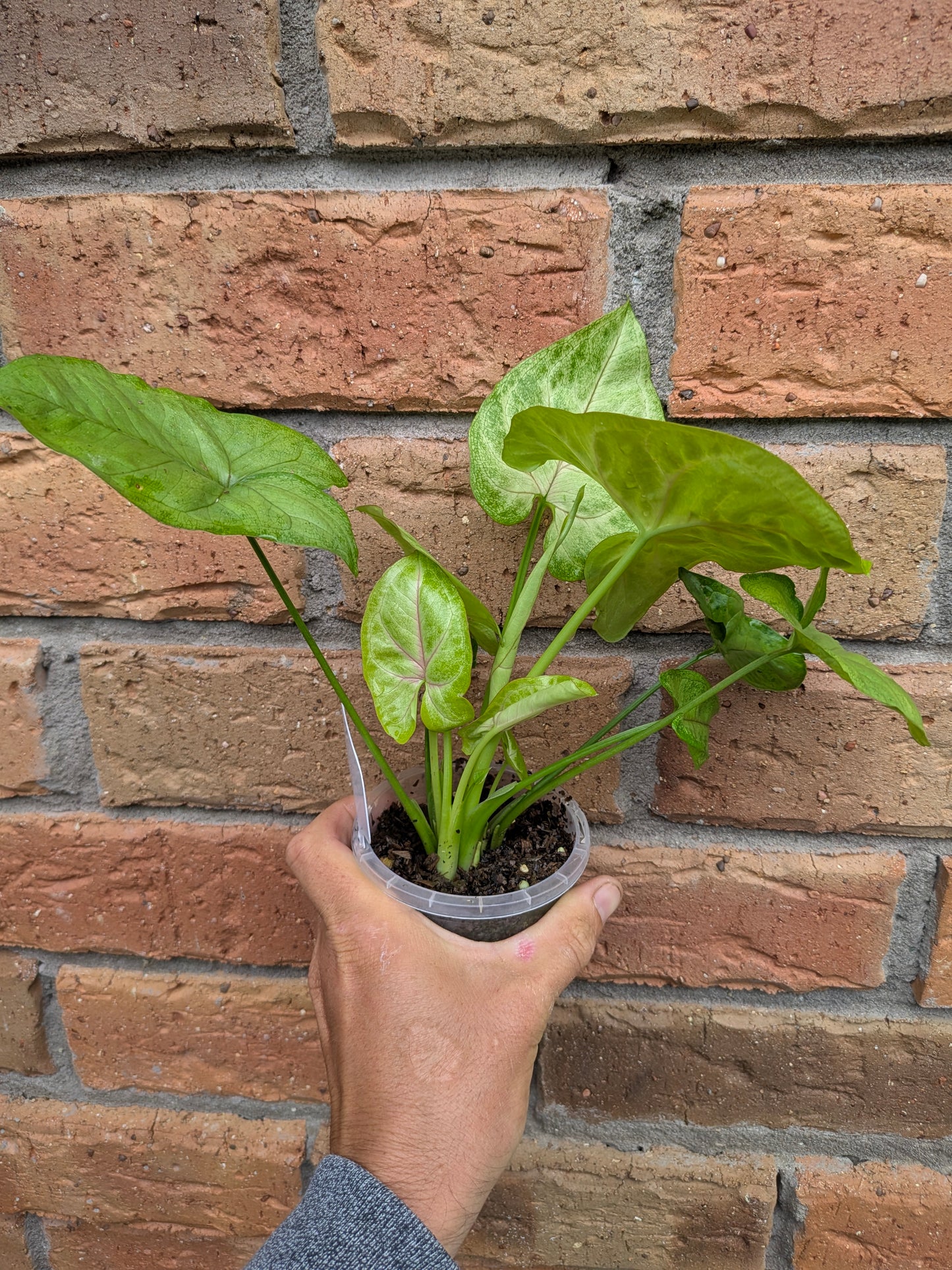 Syngonium Golden Allusion