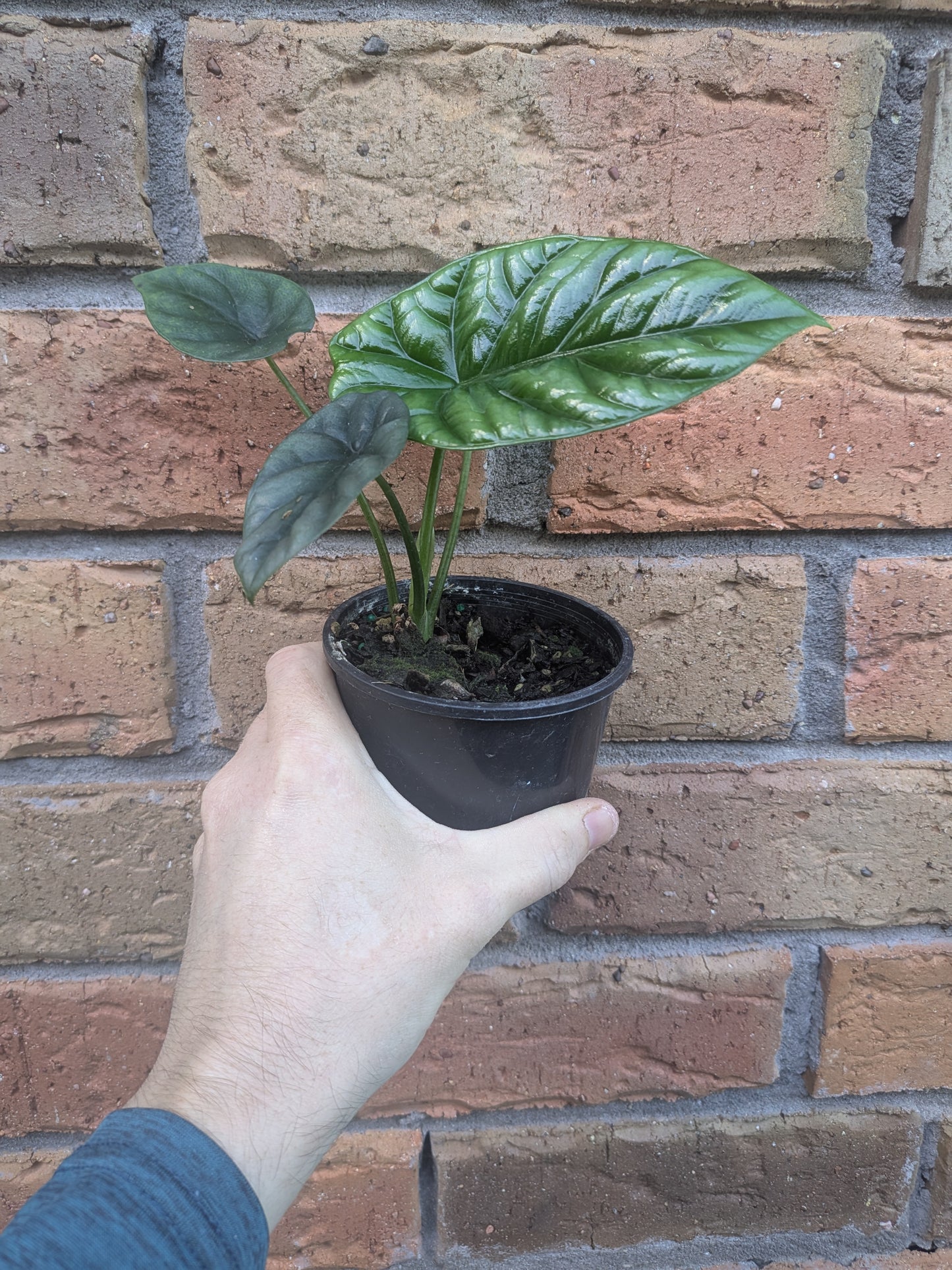 Alocasia Sinuata