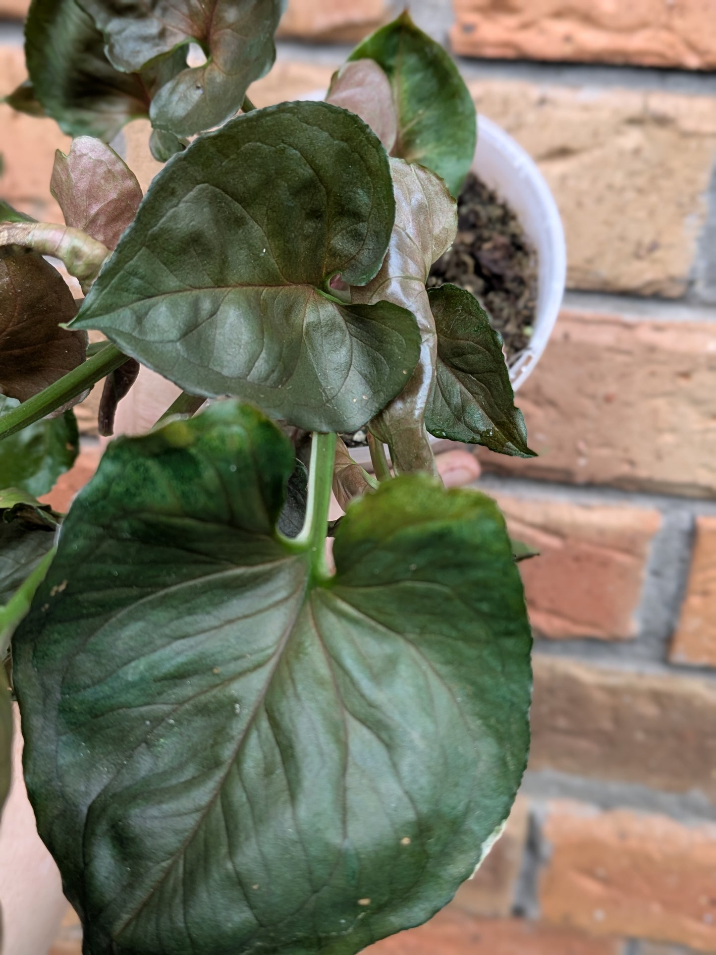 Syngonium Strawberry Ice