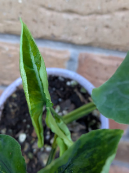 Syngonium Scrambled Eggs
