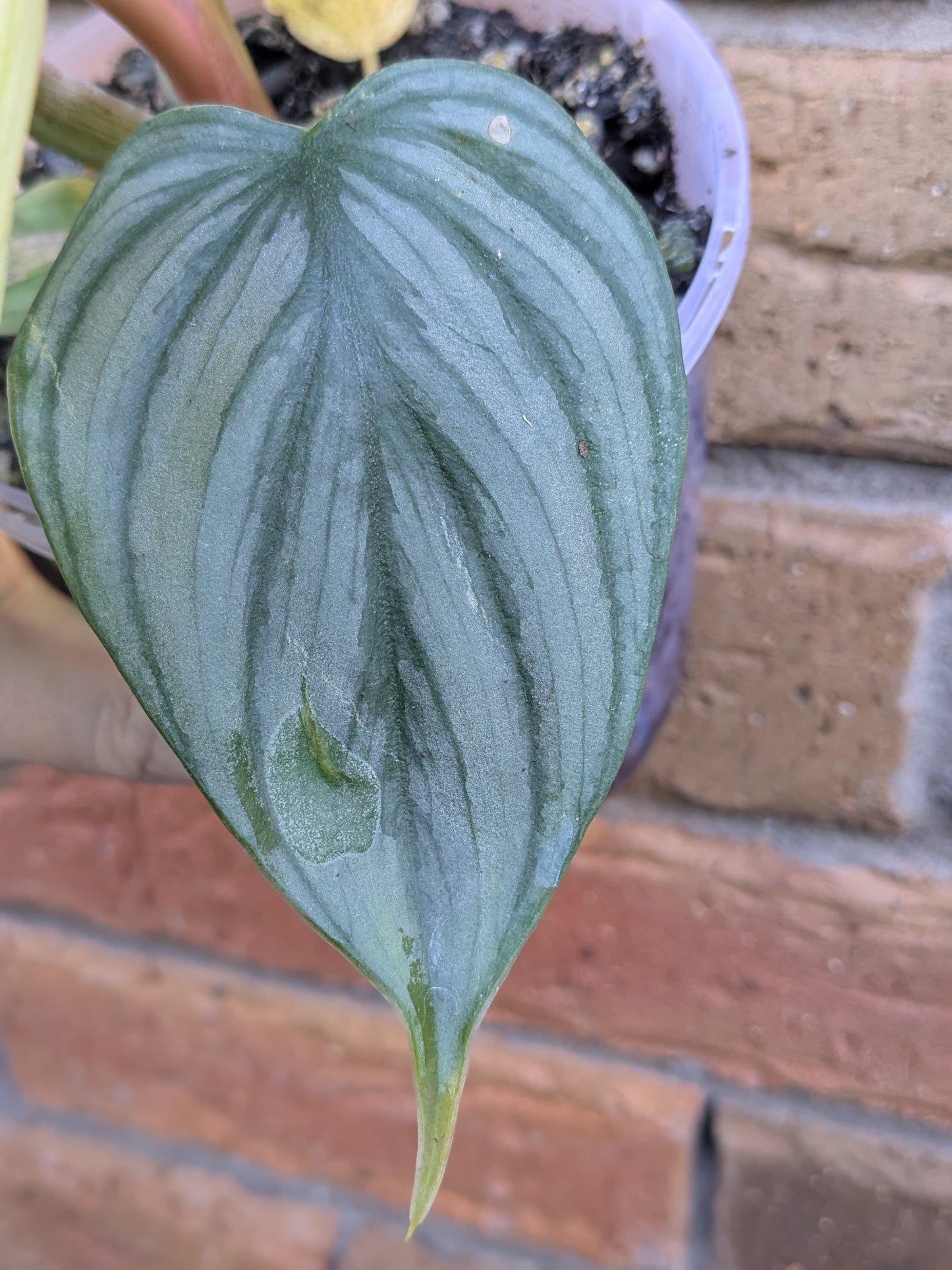 Philodendron Plowmanii