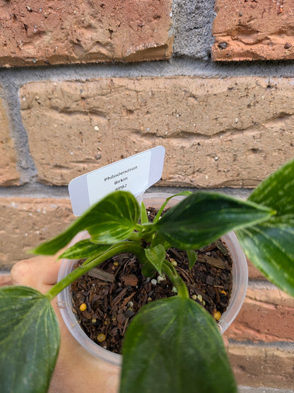 Philodendron Birkin