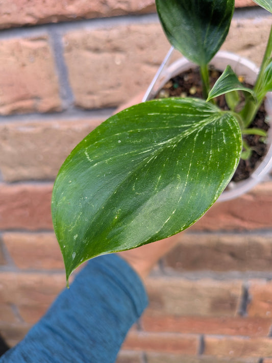 Philodendron Birkin
