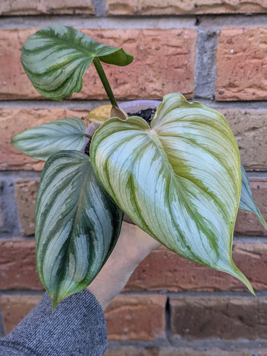 Philodendron Plowmanii