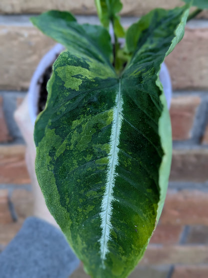 Syngonium Scrambled Eggs