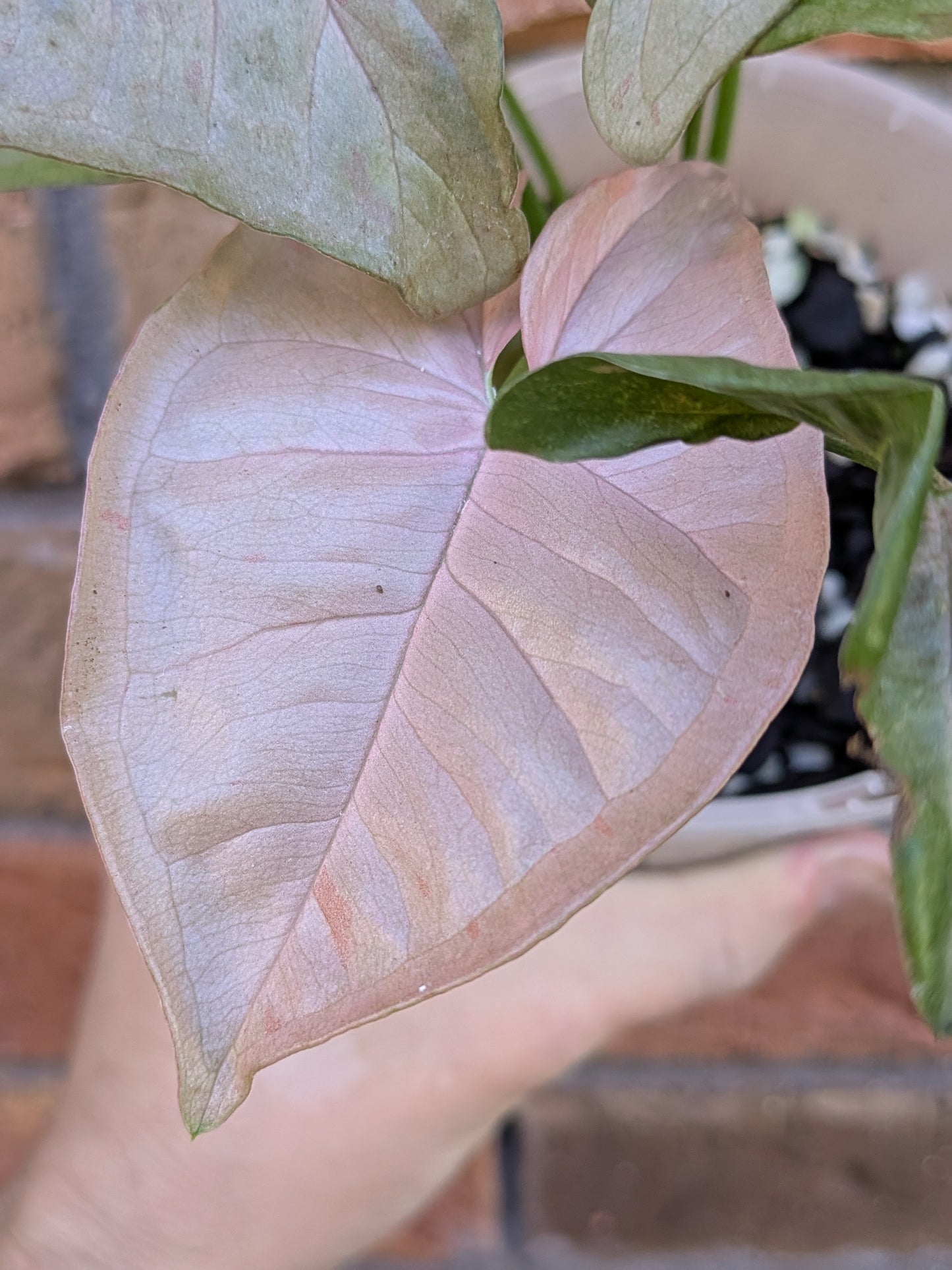 Syngonium Pink Spot