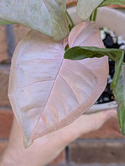 Syngonium Pink Spot
