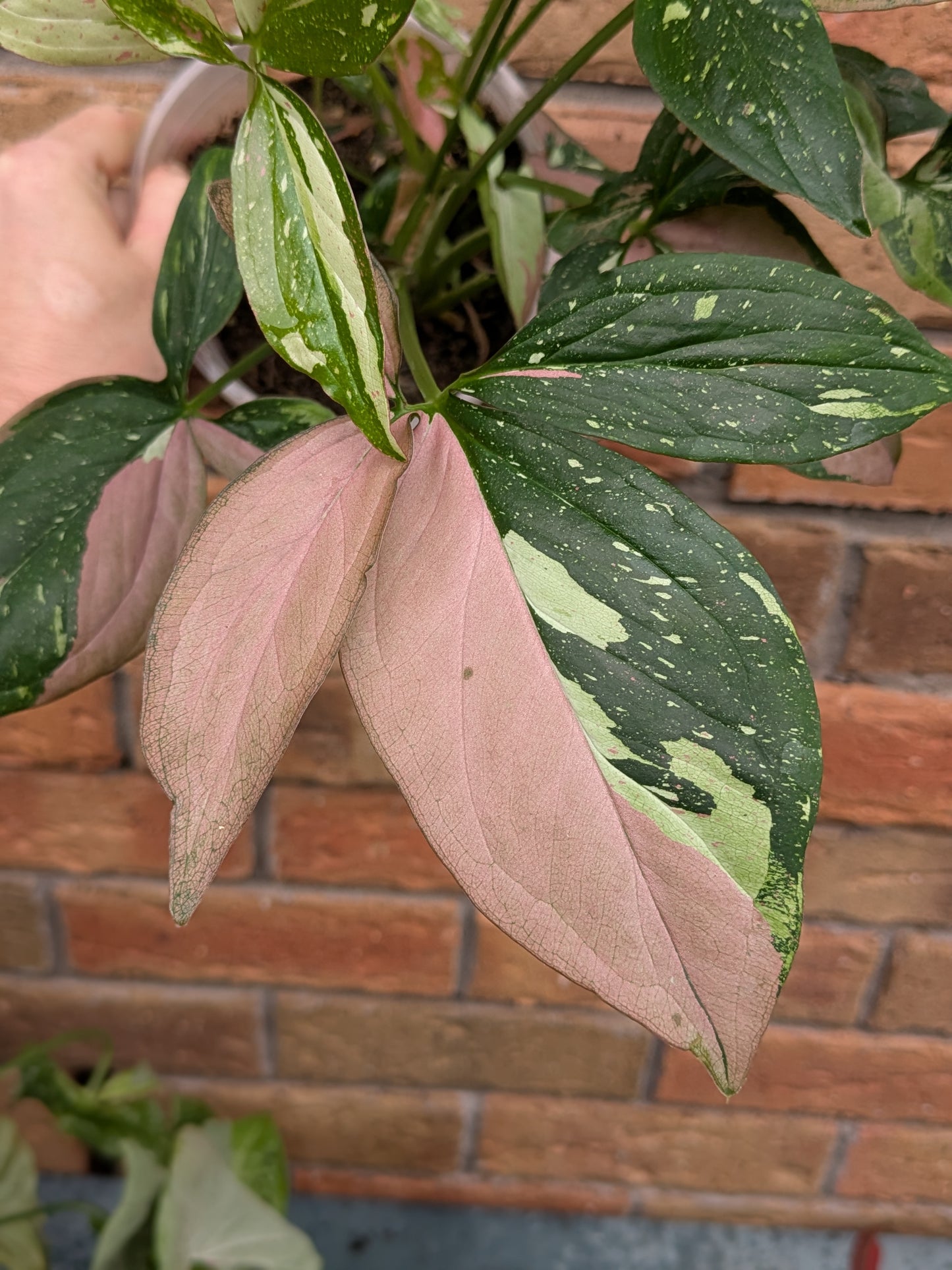 Syngonium Red Spot Tricolour