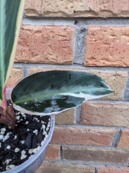 Stromanthe Tricolour