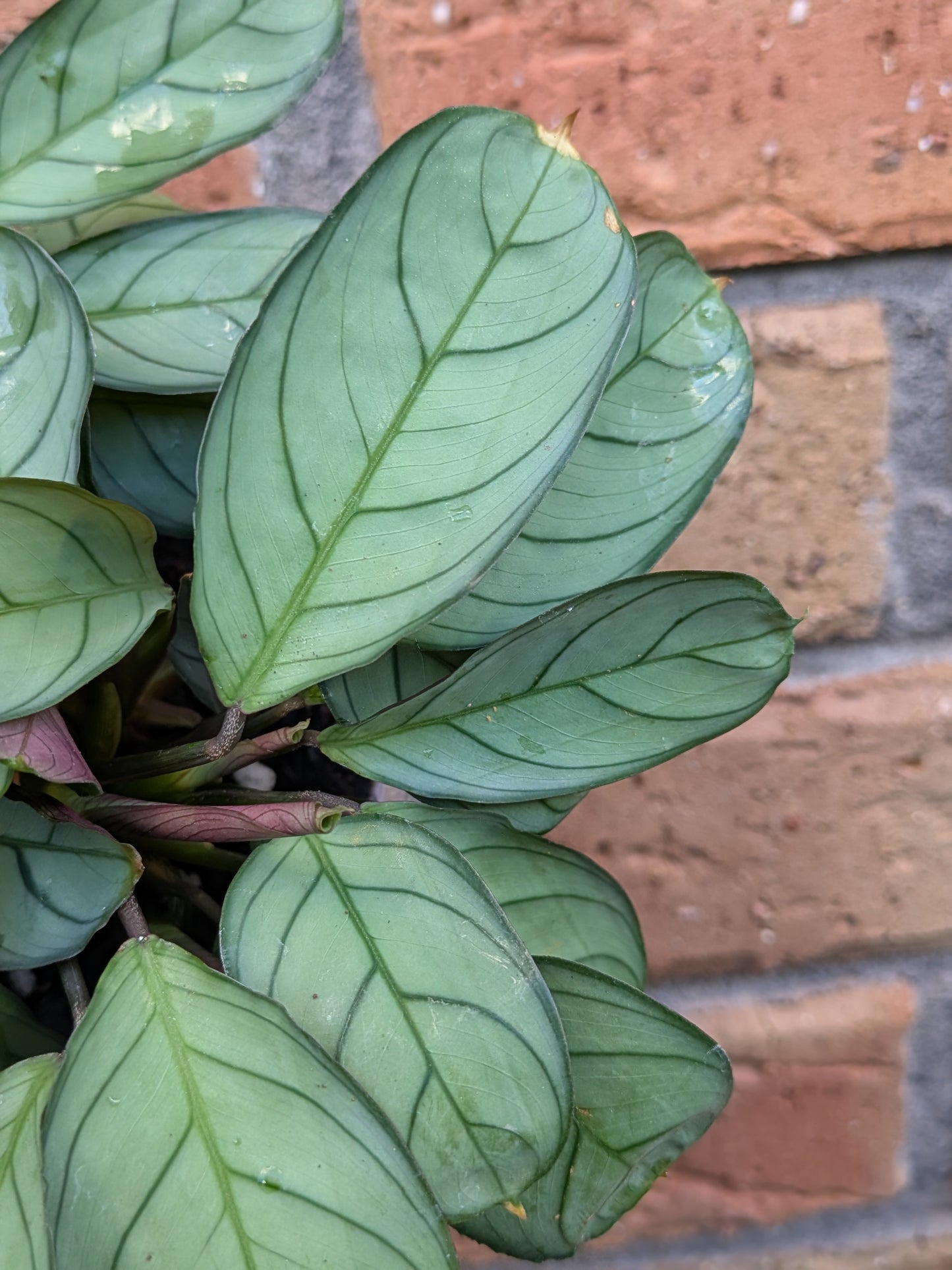 Ctenanthe Grey Star