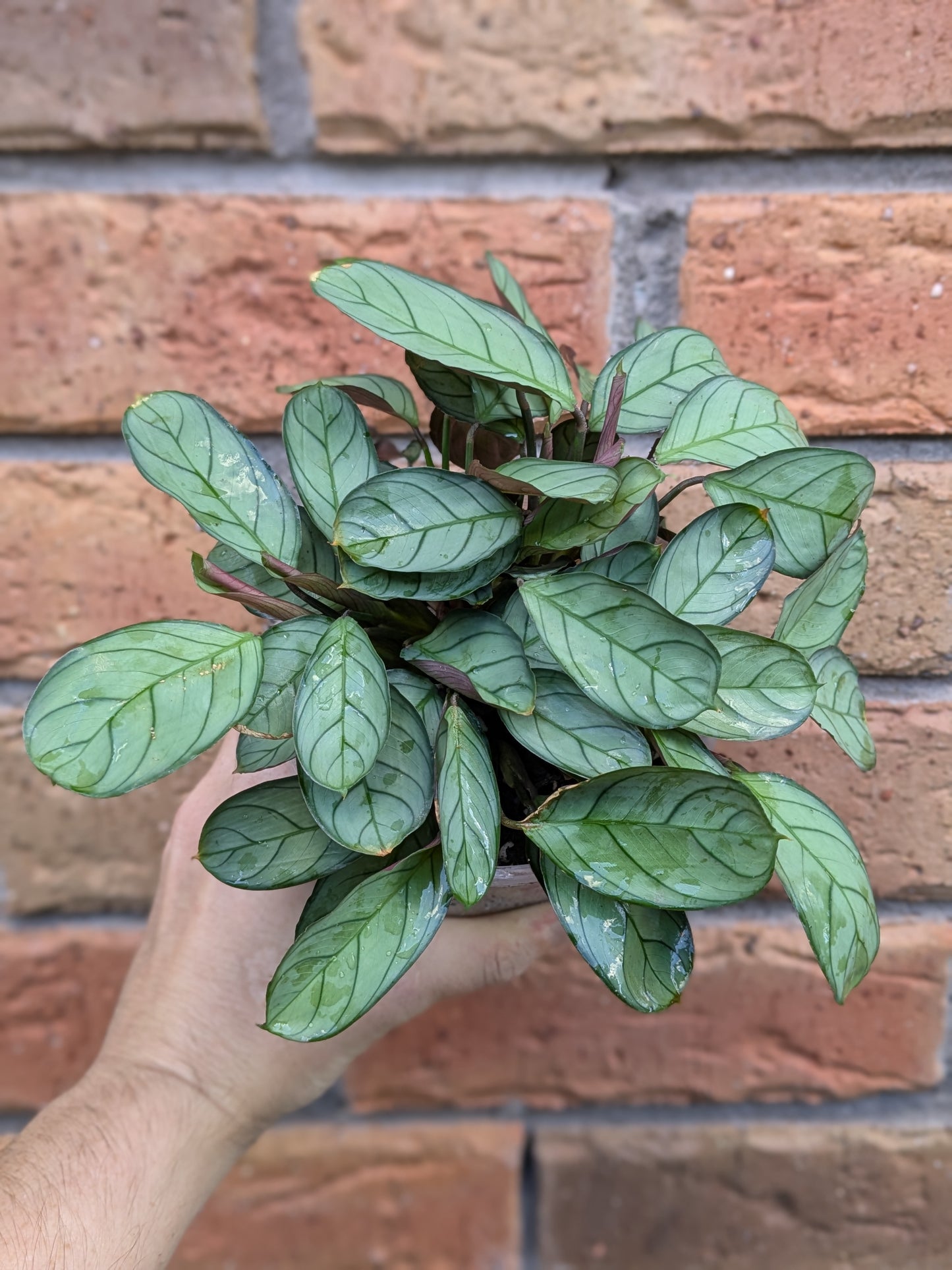 Ctenanthe Grey Star