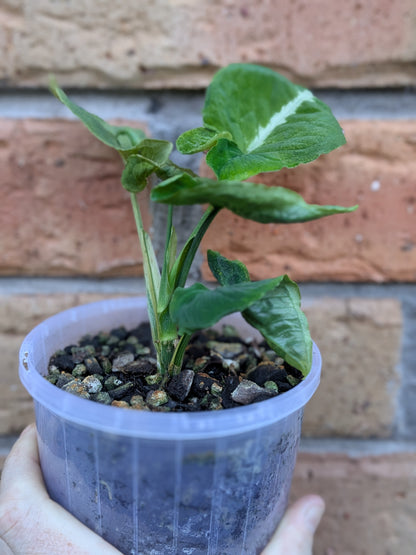 Syngonium Scrambled Eggs