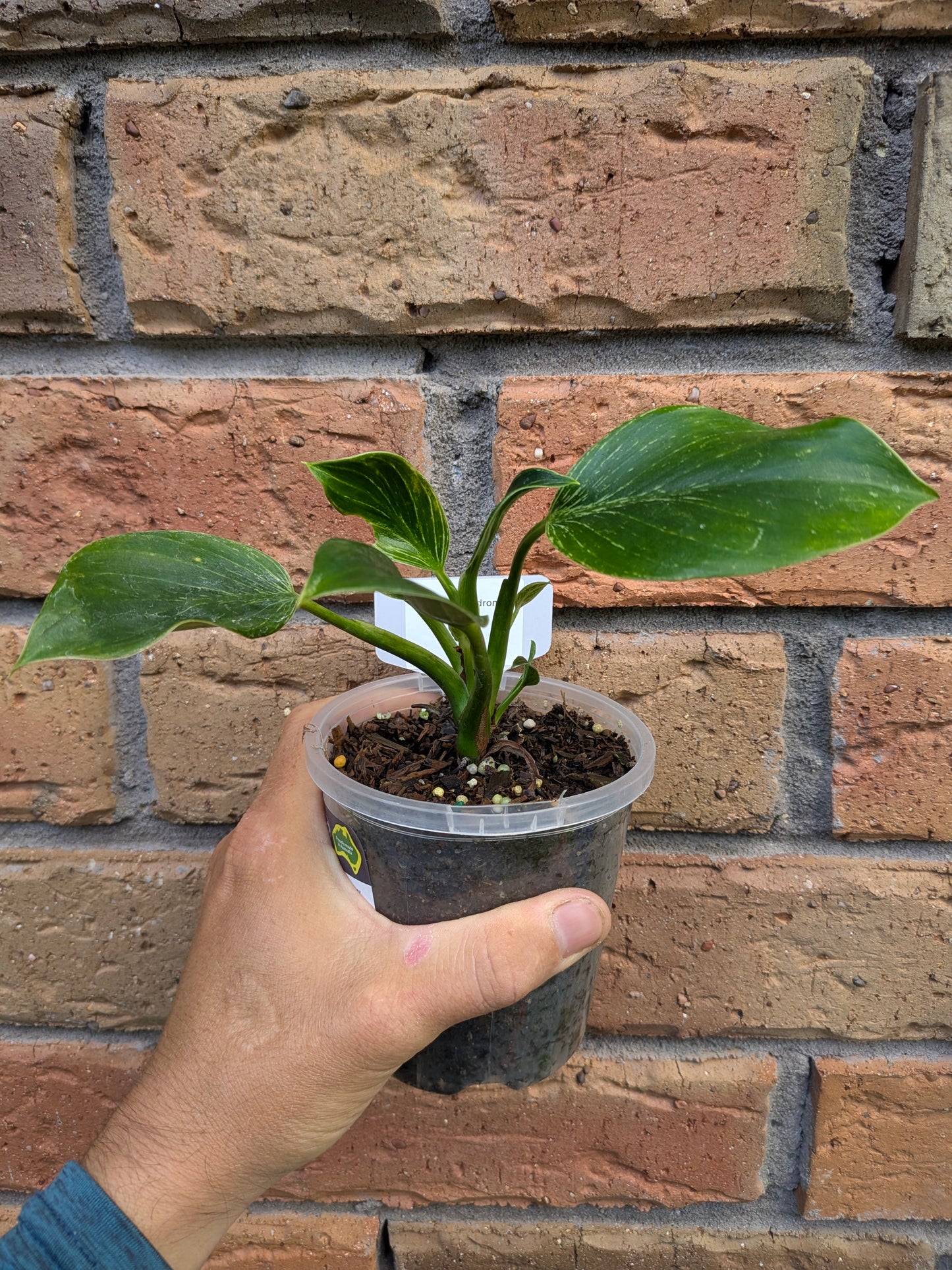 Philodendron Birkin