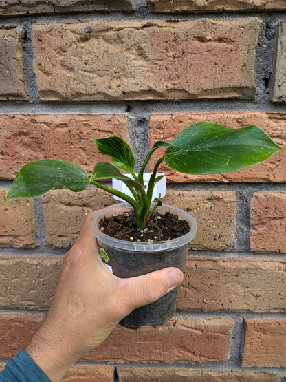 Philodendron Birkin
