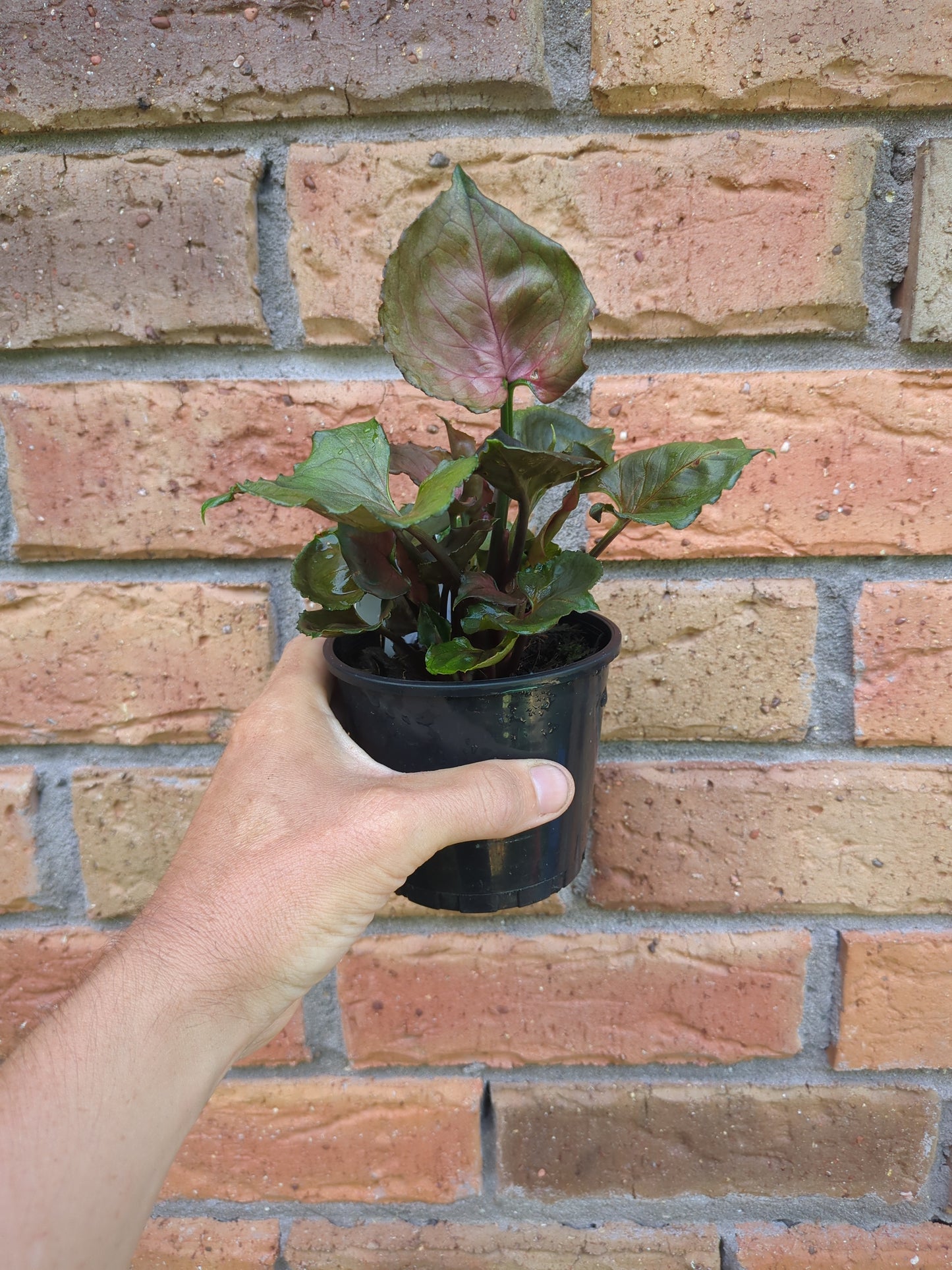 Syngonium Strawberry Ice