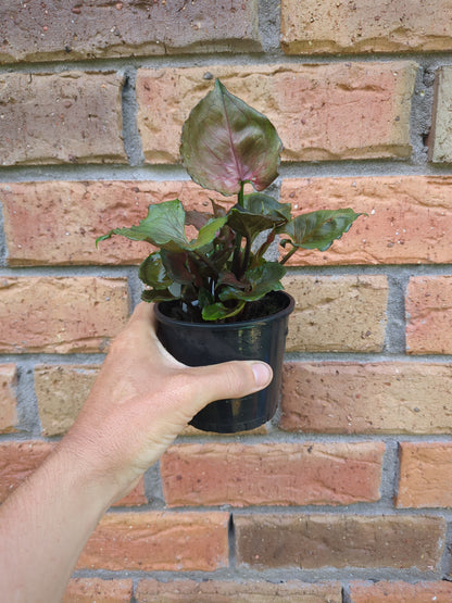 Syngonium Strawberry Ice