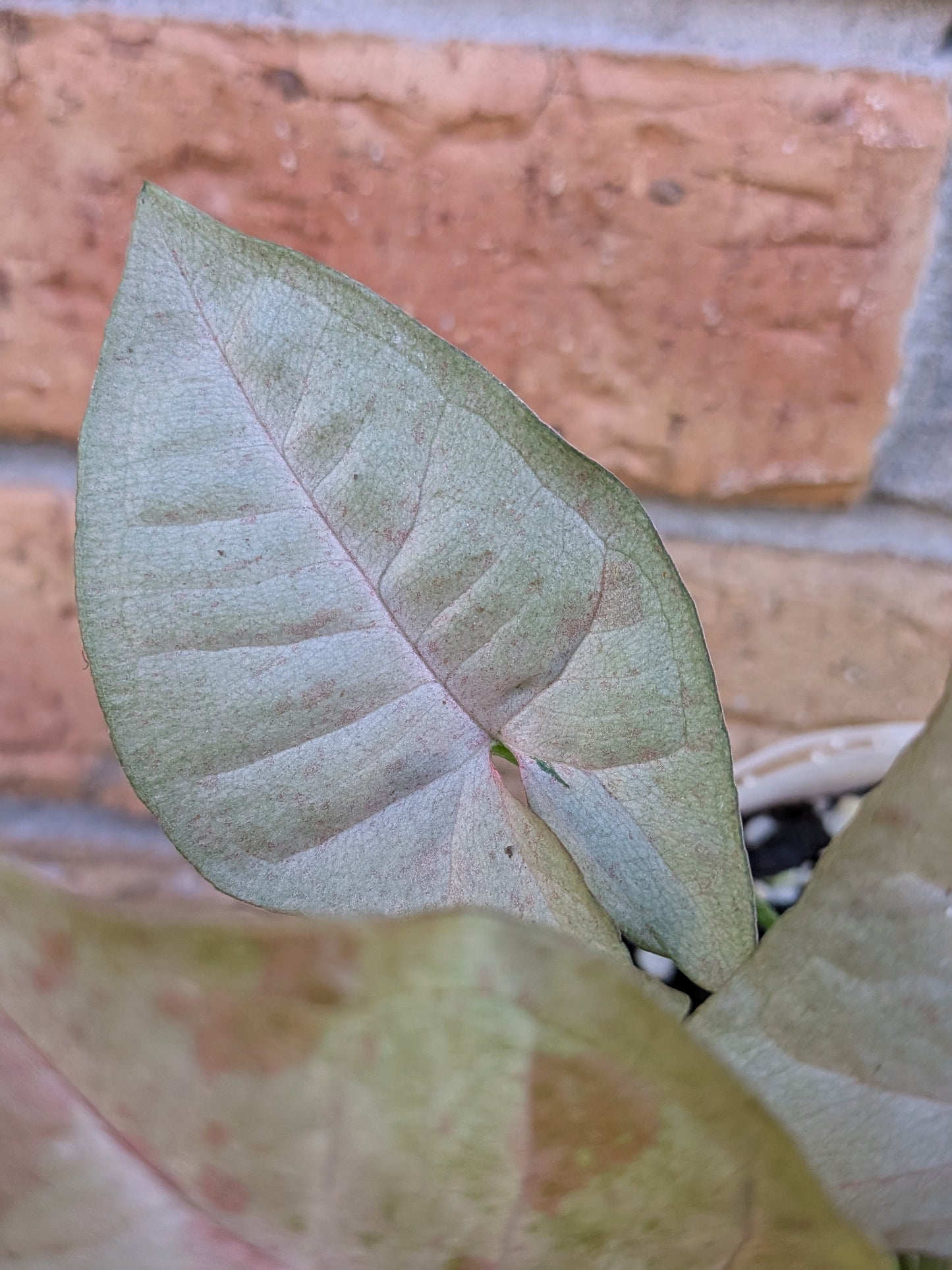 Syngonium Pink Spot