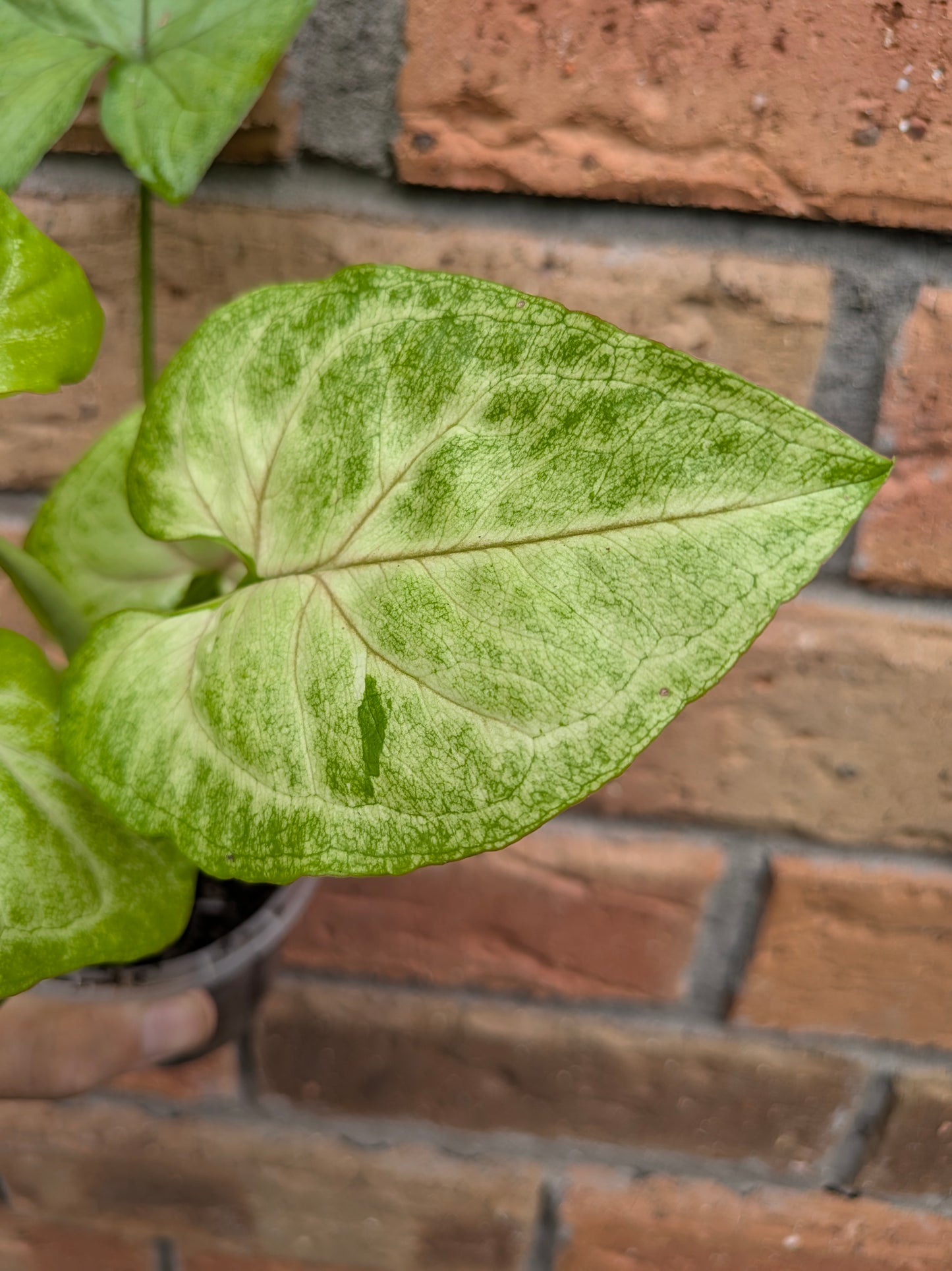 Syngonium Golden Allusion