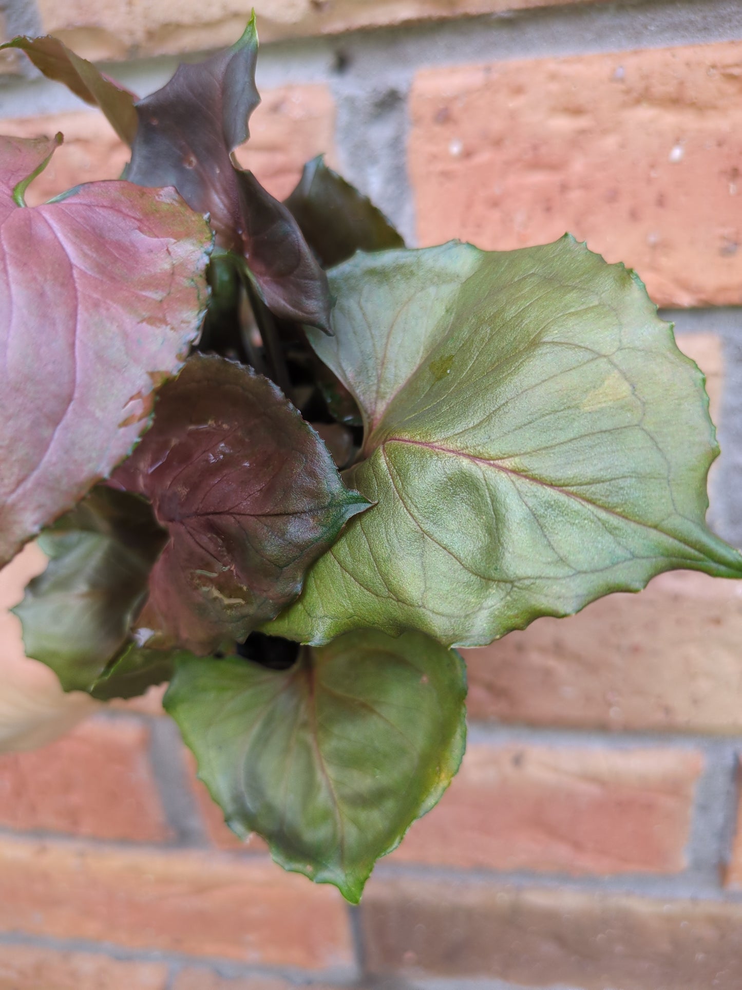 Syngonium Strawberry Ice
