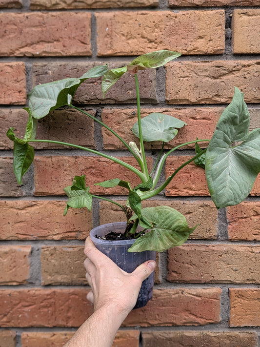 Syngonium Confetti