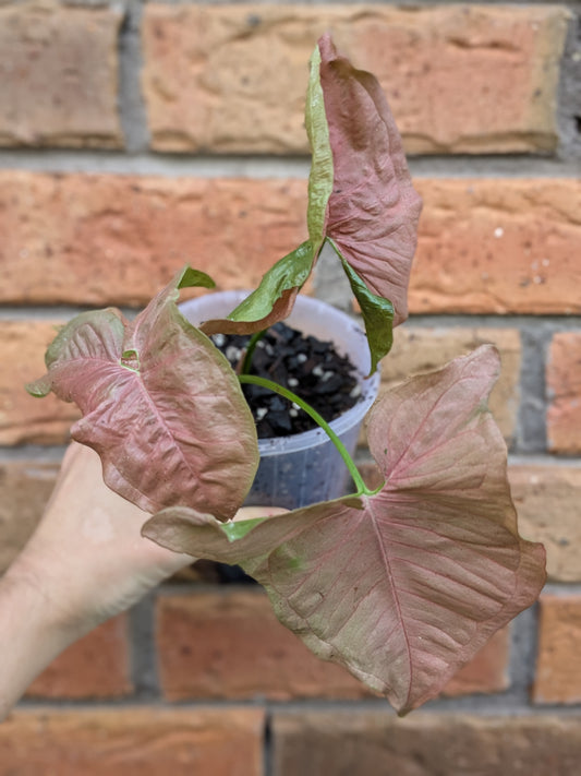 Syngonium Neon Pink