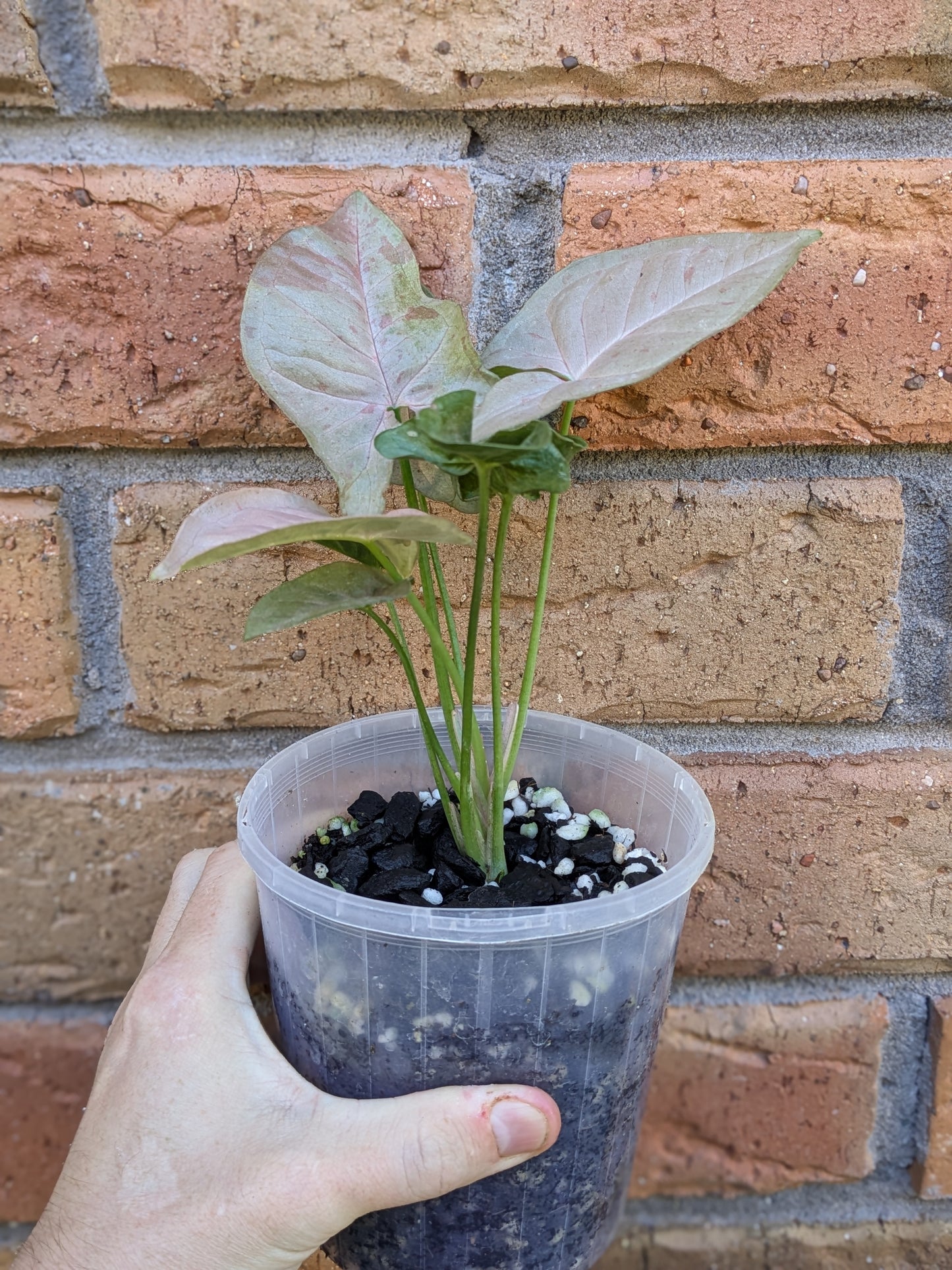 Syngonium Pink Spot