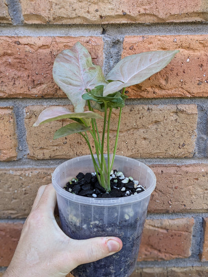 Syngonium Pink Spot