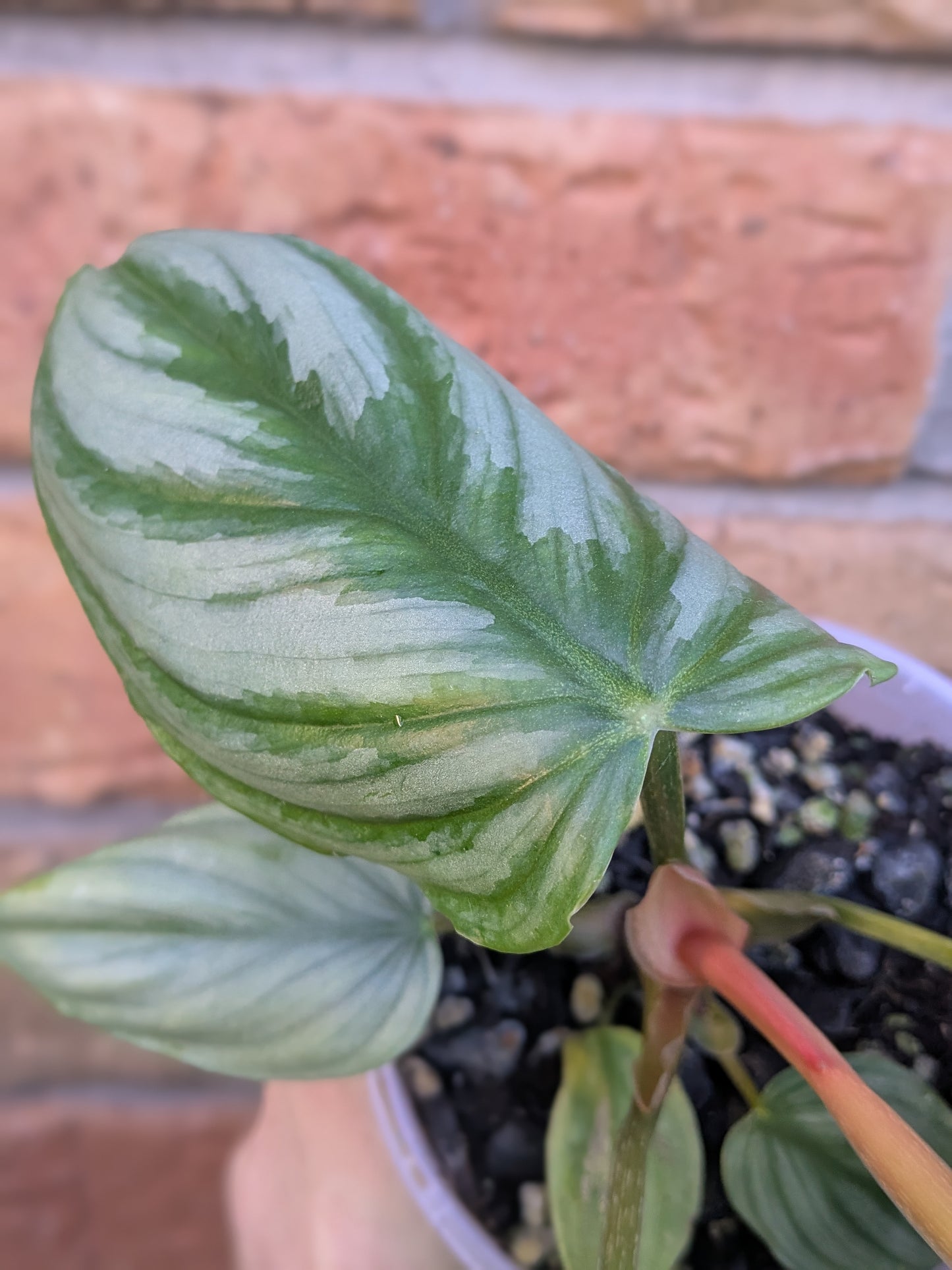 Philodendron Plowmanii