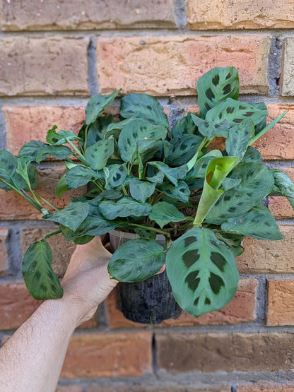 Maranta Kerchovenia