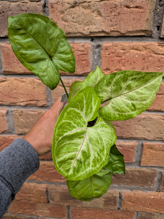 Syngonium Golden Allusion
