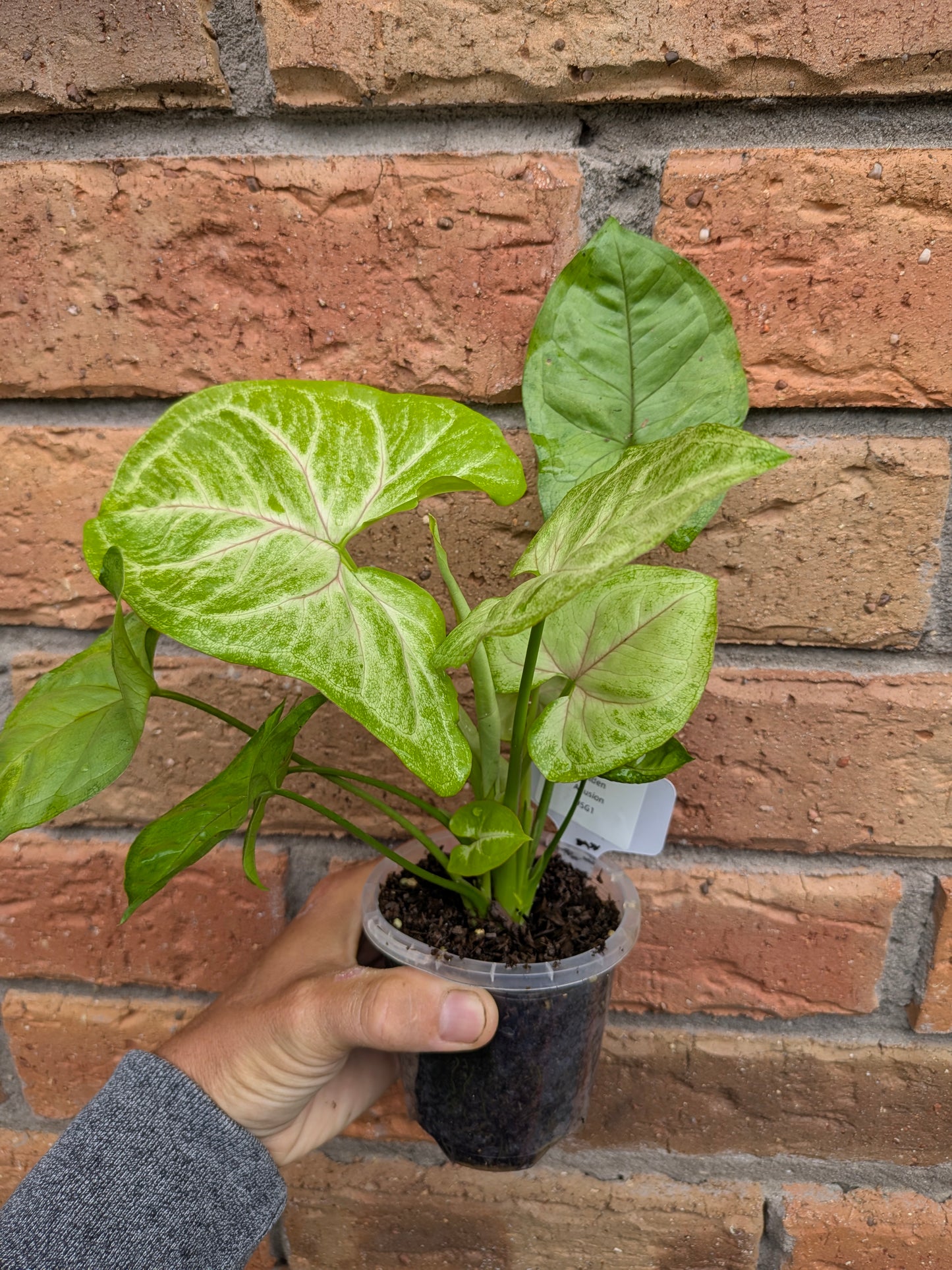 Syngonium Golden Allusion