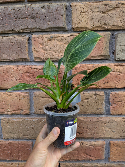 Philodendron Birkin