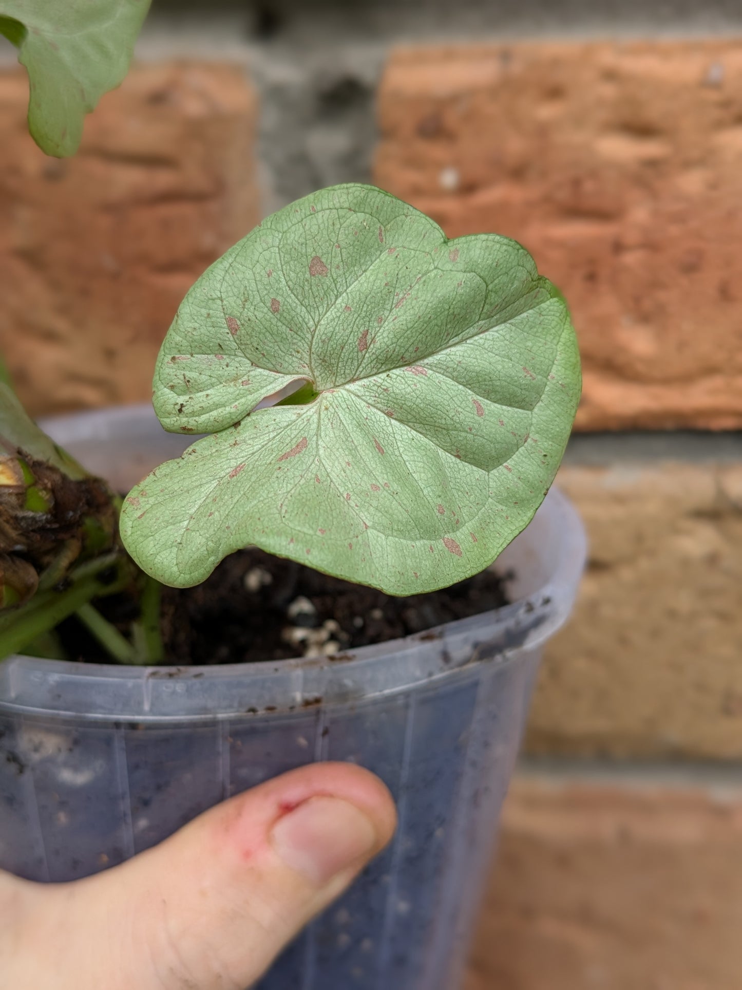 Syngonium Confetti