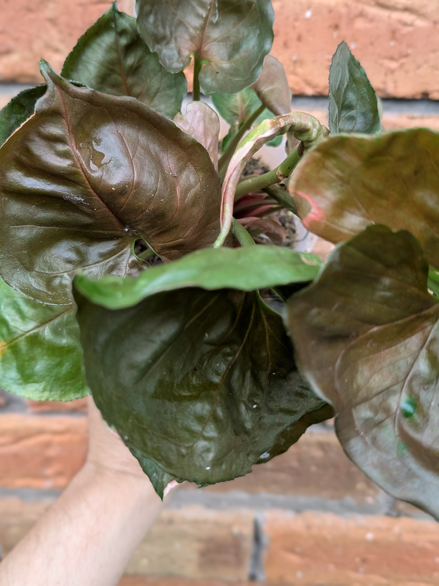 Syngonium Strawberry Ice