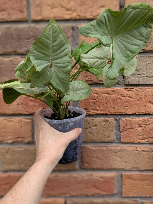Syngonium Confetti