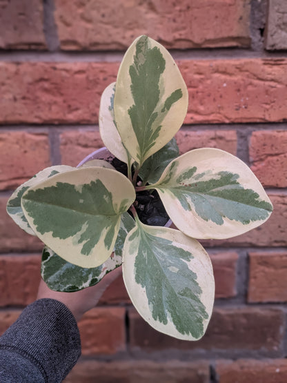 Peperomia Obtusifolia Variegata