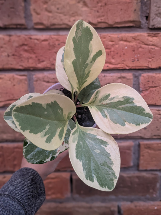 Peperomia Obtusifolia Variegata