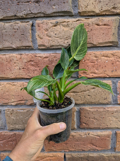Philodendron Birkin