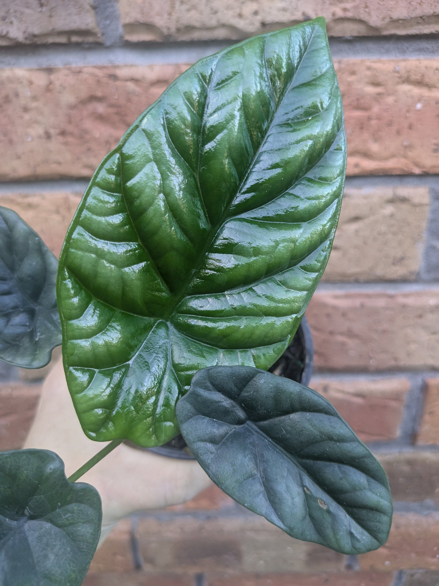 Alocasia Sinuata