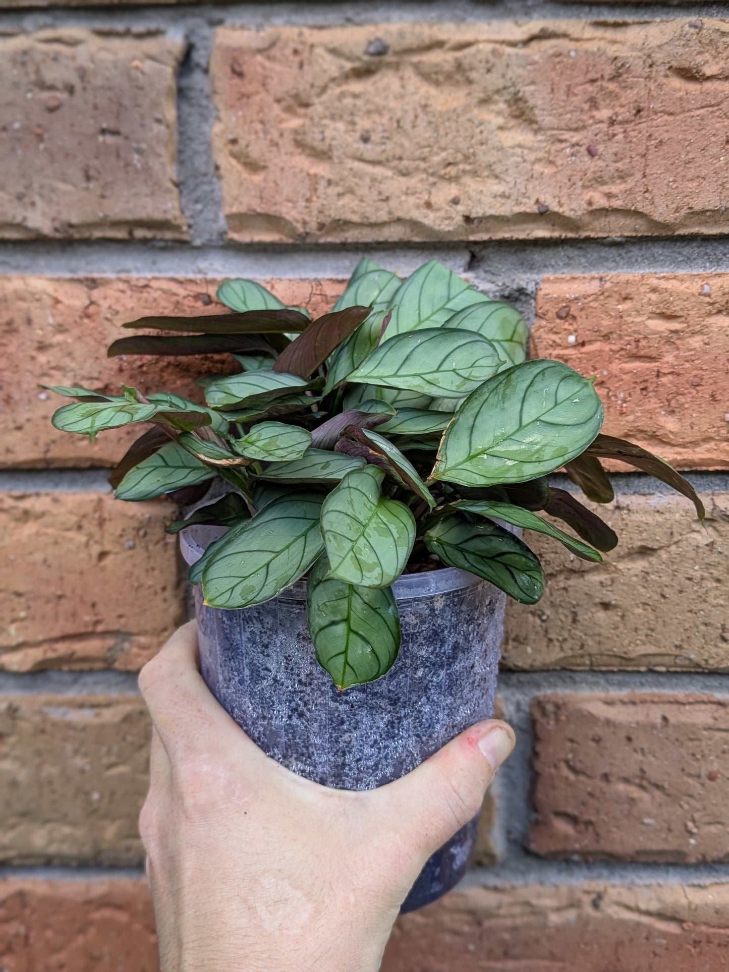 Ctenanthe Grey Star