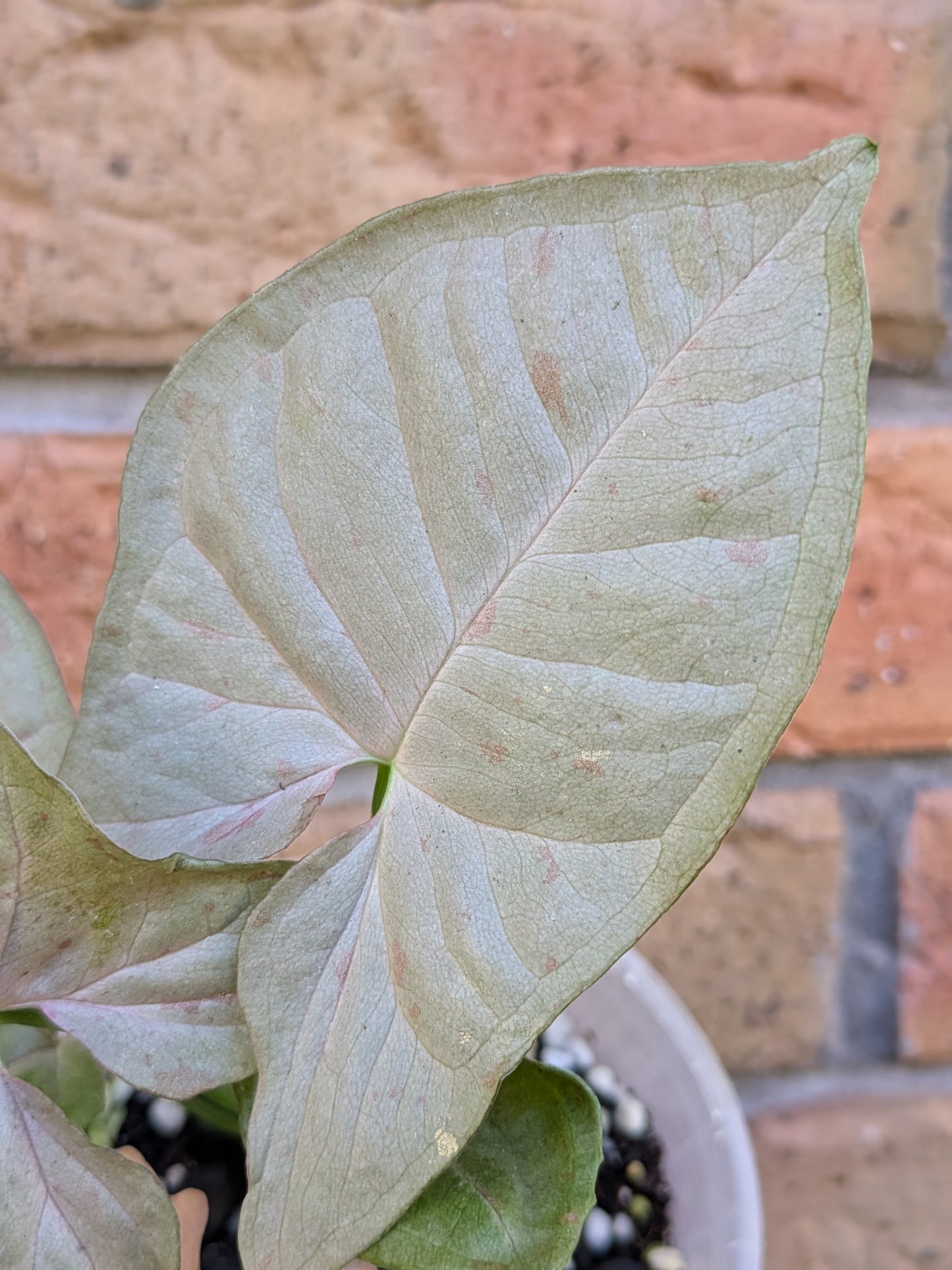 Syngonium Pink Spot