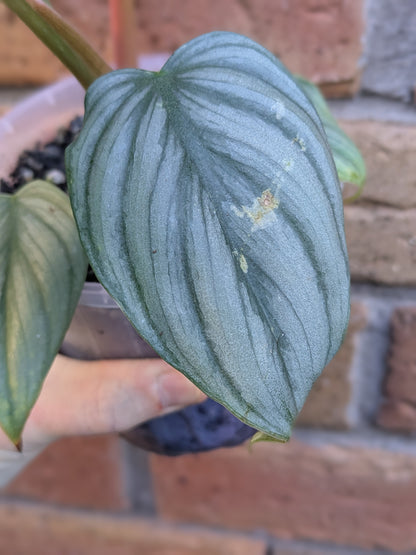 Philodendron Plowmanii