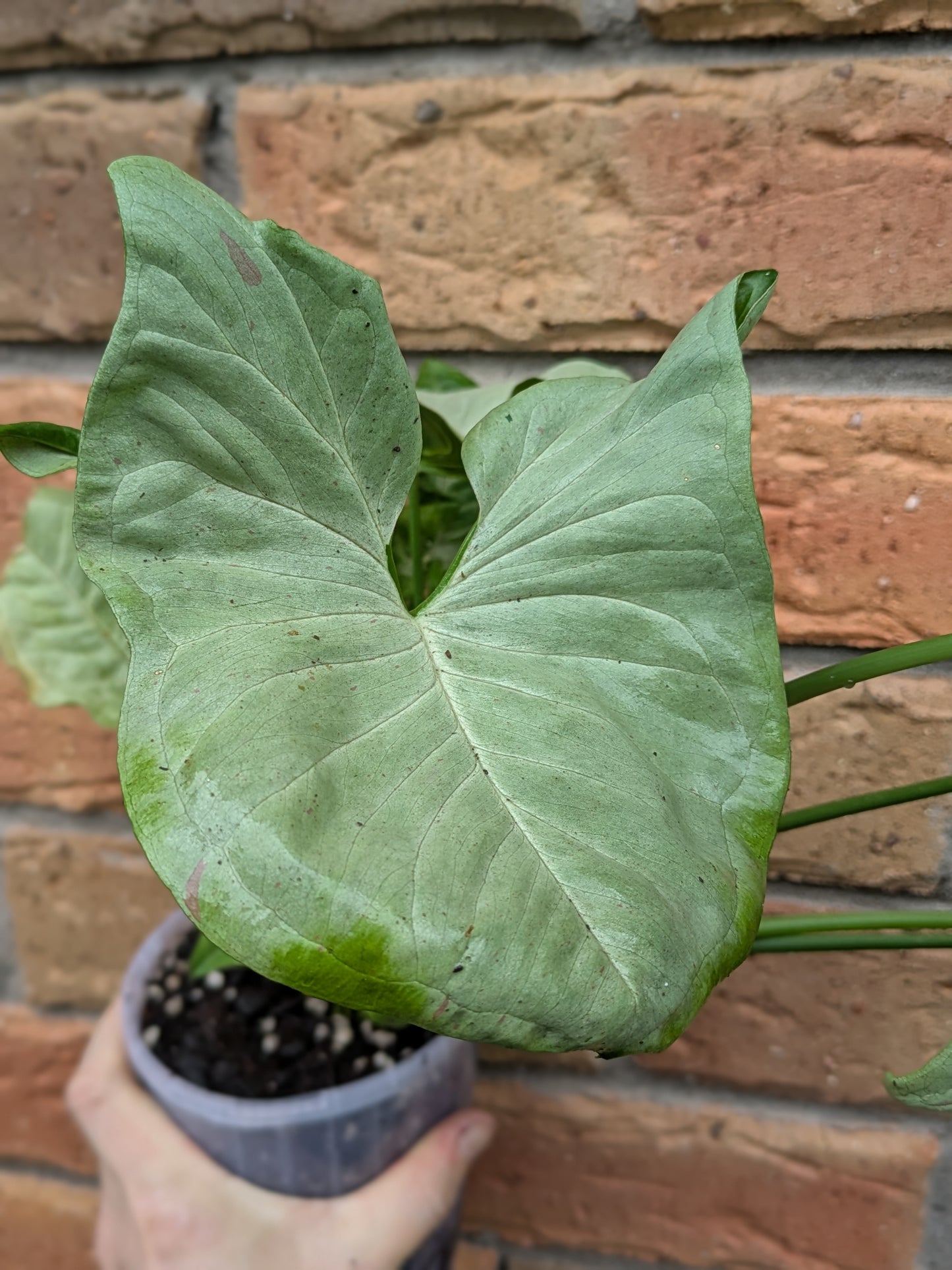 Syngonium Confetti