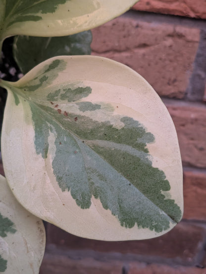 Peperomia Obtusifolia Variegata