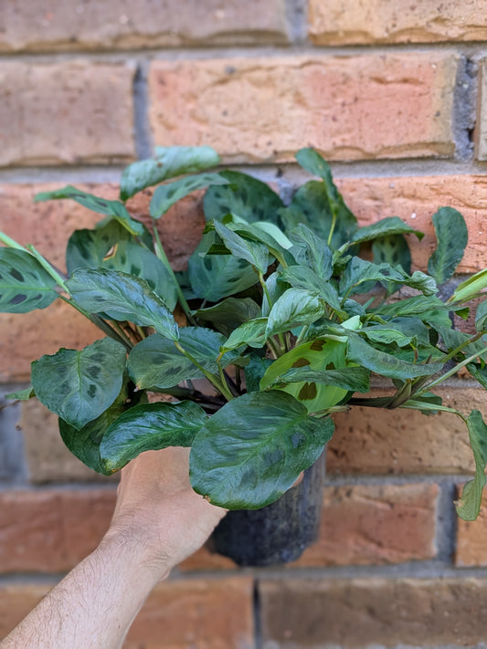 Maranta Kerchovenia