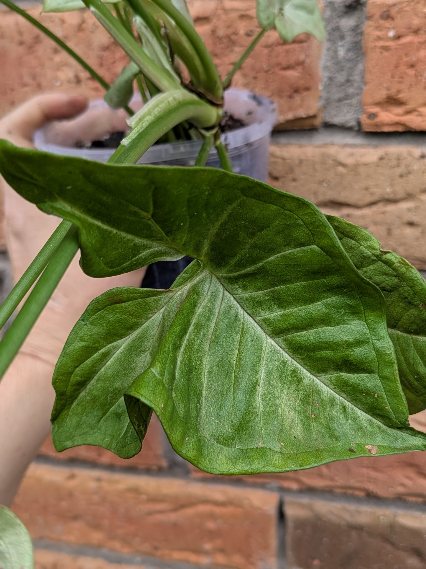 Syngonium Confetti