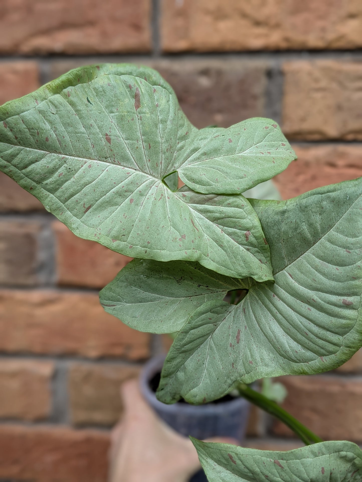 Syngonium Confetti