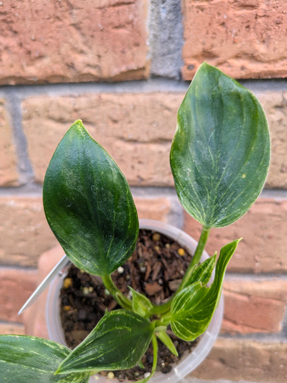Philodendron Birkin